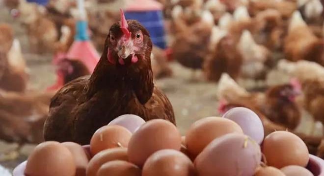 Tavuk eti ve yumurtada salgına karşı önlem