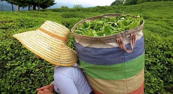 Yaş çayda taban fiyat açıklandı