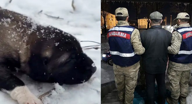 Yavru köpeğe eziyet