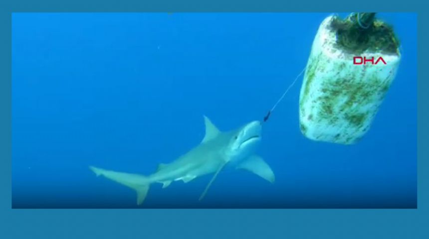 Burnuna olta kancası takılan köpek balığını dalgıçlar kurtardı